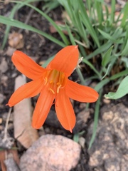 Cyrtanthus galpinii