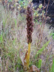 Platanthera hyperborea