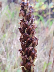 Platanthera hyperborea