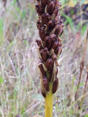 Platanthera hyperborea