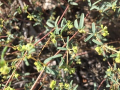 Euphorbia parryi