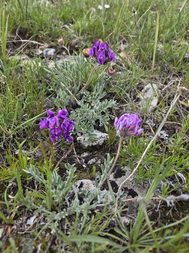 Hare's-foot Point-vetch (Oxytropis lagopus)