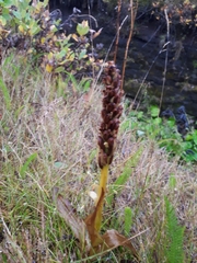 Platanthera hyperborea