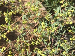 Euphorbia parryi