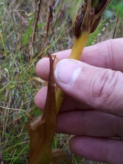 Platanthera hyperborea