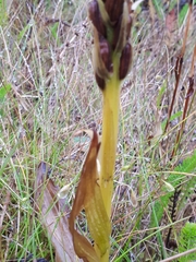 Platanthera hyperborea