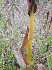 Platanthera hyperborea