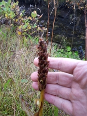 Platanthera hyperborea