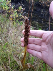 Platanthera hyperborea