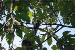 Electron platyrhynchum