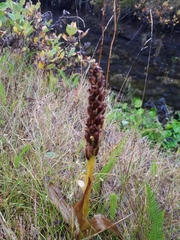 Platanthera hyperborea