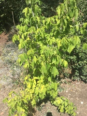 Acer negundo interius