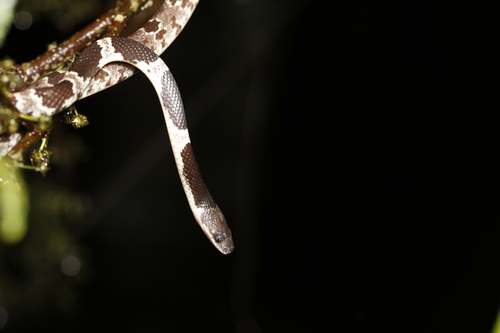 Formosa Wolf Snake
