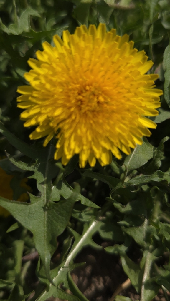 Taraxacum