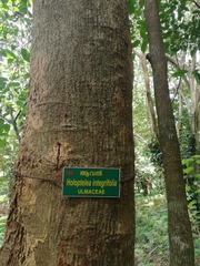 Holoptelea integrifolia