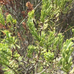Thymelaeaceae