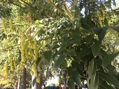 Styphnolobium japonicum