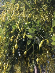 Styphnolobium japonicum