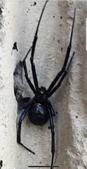 Latrodectus hesperus