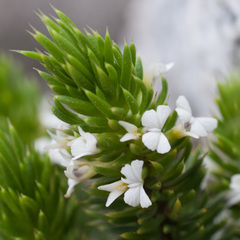 Muraltia occidentalis