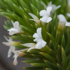 Muraltia occidentalis