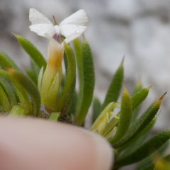 Muraltia occidentalis