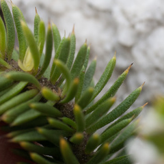 Muraltia occidentalis