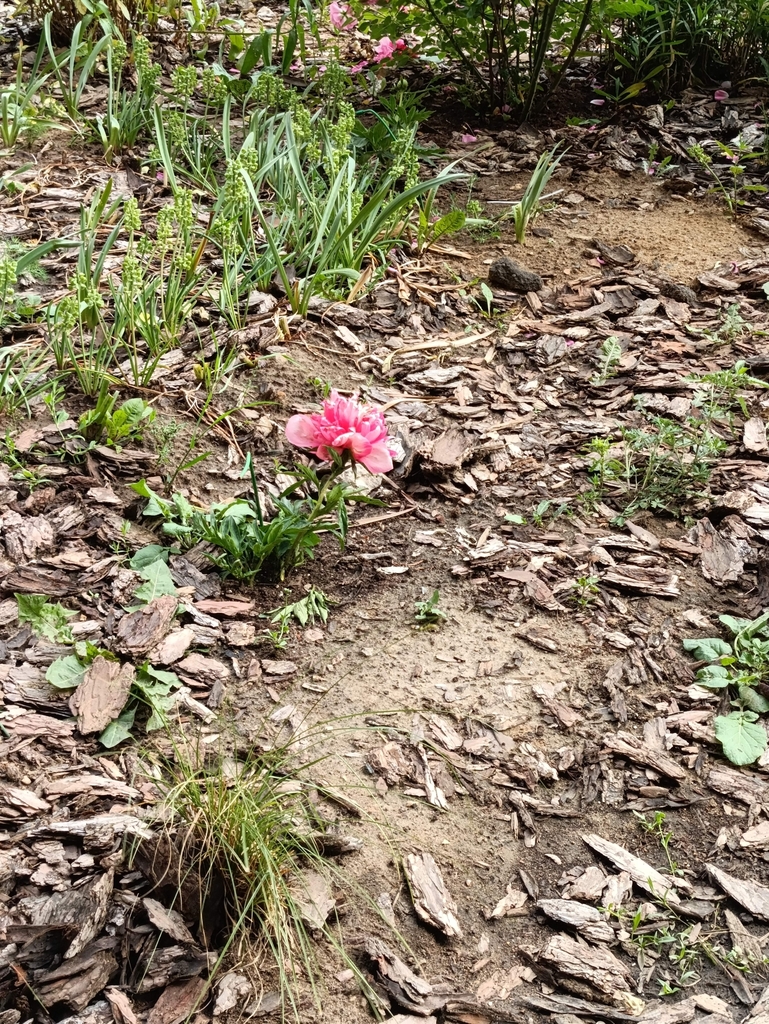 Paeonia
