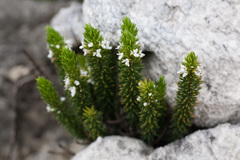 Muraltia occidentalis