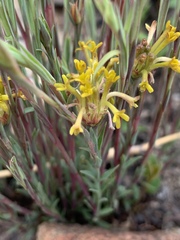 Lasiosiphon microcephalus