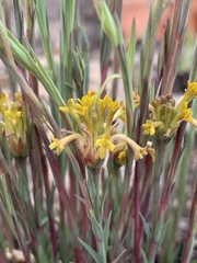 Lasiosiphon microcephalus