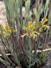 Lasiosiphon microcephalus