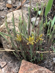 Lasiosiphon microcephalus