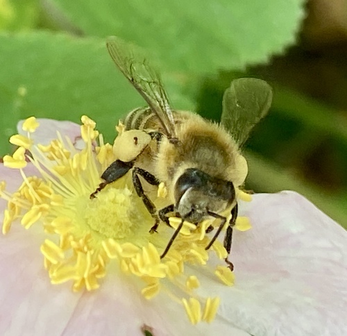 iNaturalist observation photo of Western Honey Bee
