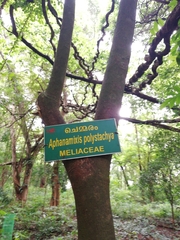 Aphanamixis polystachya