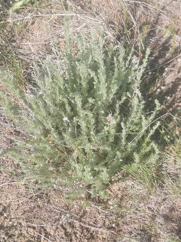 iNaturalist observation 2025-06-09
