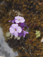 (c) Óscar Sampedro, some rights reserved (CC BY) Erysimum linifolium, photograph (c) Óscar Sampedro, some rights reserved (CC BY)