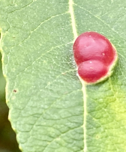 iNaturalist observation photo of Willow Apple Gall Sawfly