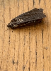 Noctua pronuba