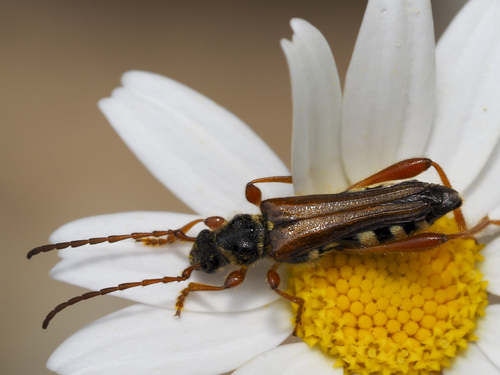 Stenopterus mauritanicus