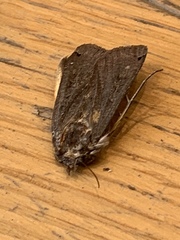 Noctua pronuba