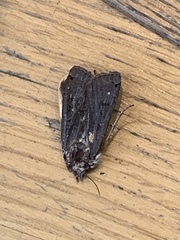 Noctua pronuba