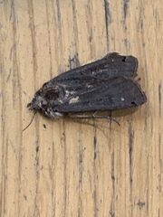 Noctua pronuba
