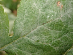 Erysiphe macleayae