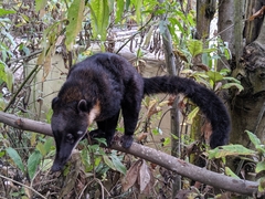Nasua