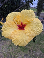 Hibiscus rosa-sinensis