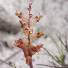 Lachenalia lactosa