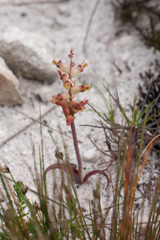 Lachenalia lactosa