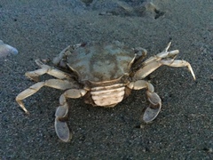 Liocarcinus vernalis