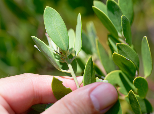Louis Edmunds Manzanita foliage